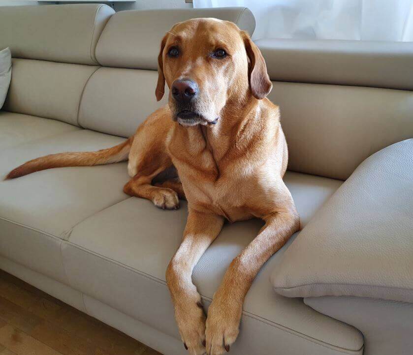 Hund auf Sofa